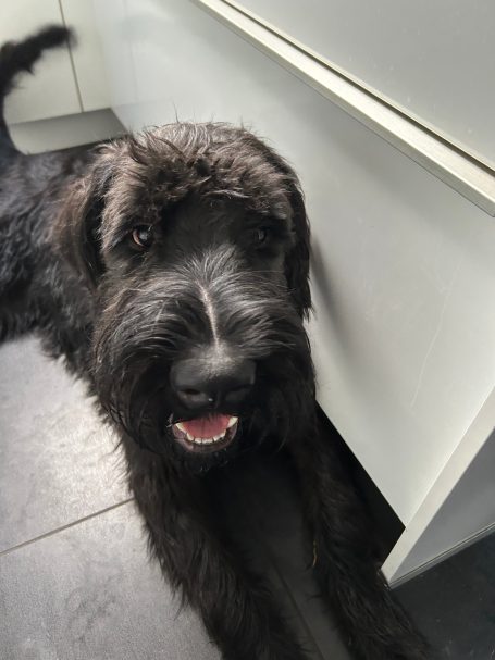 Riesenschnauzer Rüde, Pepe vom Römer Kastell