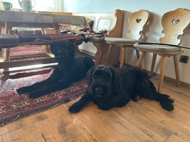 Riesenschnauzer Rüde, Pepe vom Römer Kastell