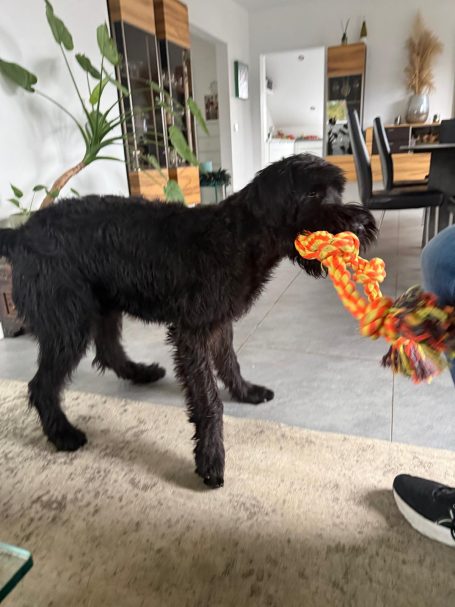 Riesenschnauzer Rüde, Pepe vom Römer Kastell